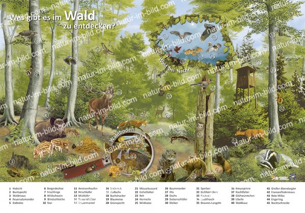 Was gibt es im Wald zu entdecken?