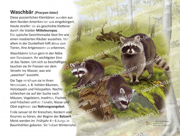 Waschbär