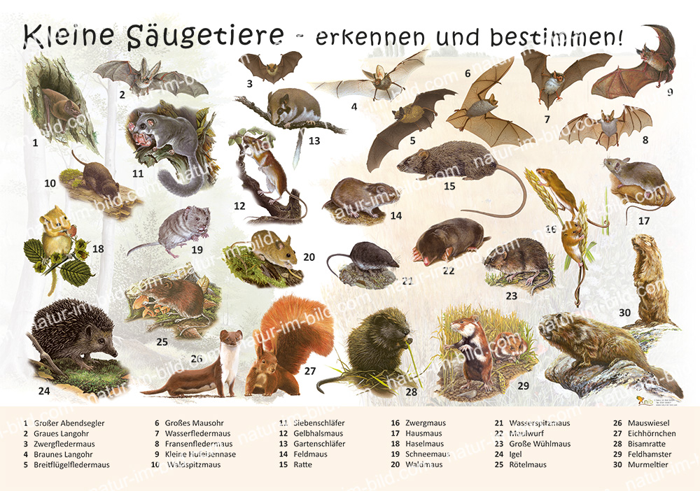 Kleine S ugetiere Erkennen Und Bestimmen S ugetiere Lehrtafeln kleine-s-ugetiere-erkennen-und-bestimmen-s-ugetiere-lehrtafeln