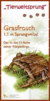 Tierweitsprung Grasfrosch