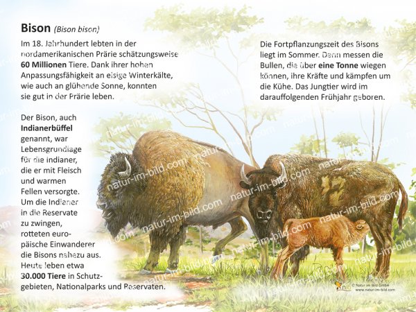 Bison