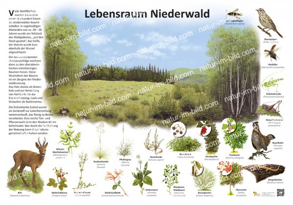Lebensraum Niederwald