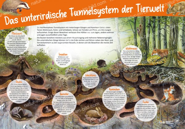 Das unterirdische Tunnelsystem der Tierwelt