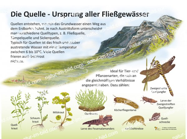 Die Quelle - Ursprung aller Fließgewässer