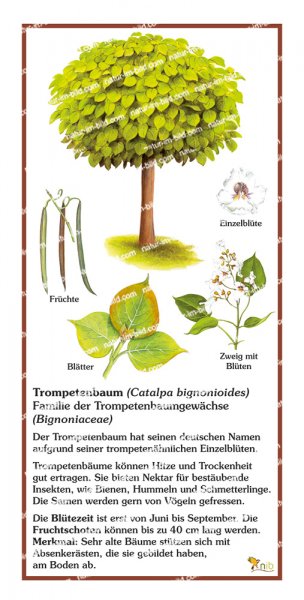 Trompetenbaum