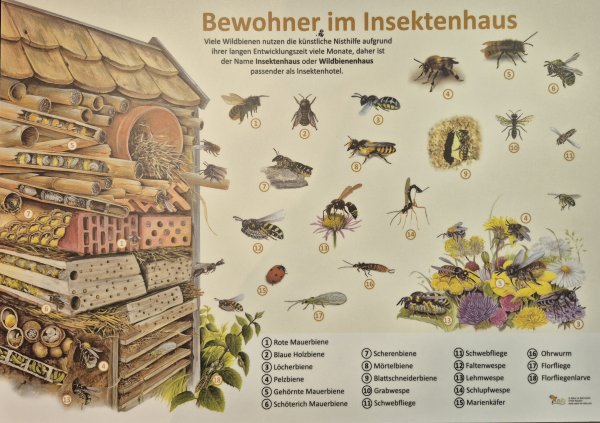 Bewohner im Insektenhaus