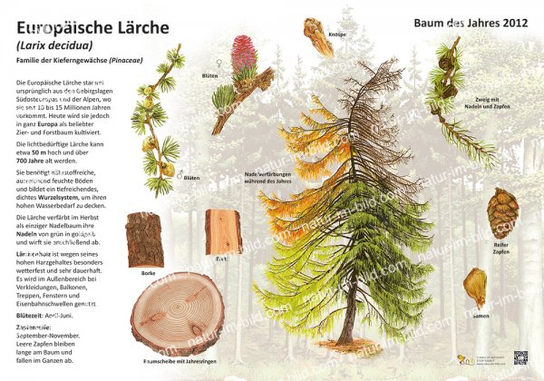 Die europäische Lärche - Baum des Jahres 2012