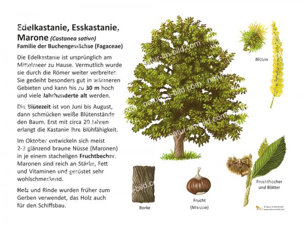 Edelkastanie, Esskastanie