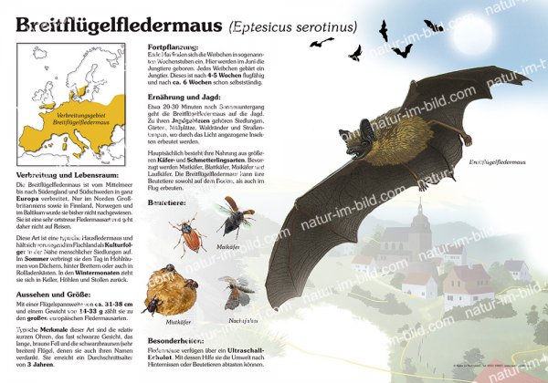 Breitflügelfledermaus