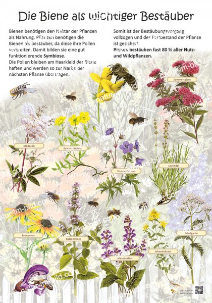 Die Biene als wichtiger Bestäuber