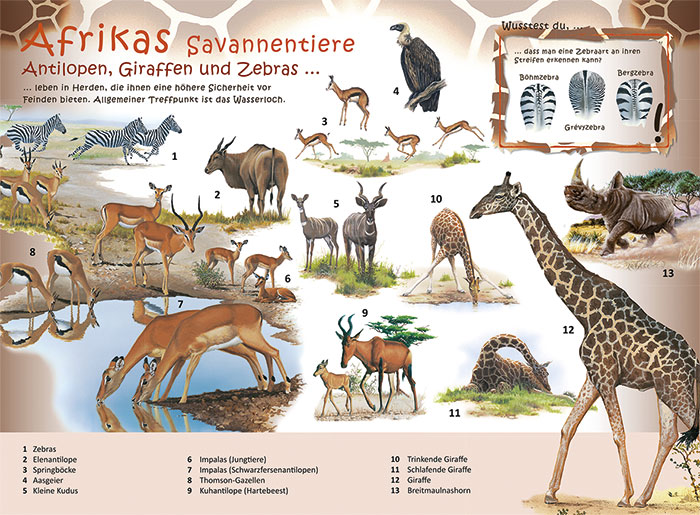 Welche Tiere Leben In Der Savanne