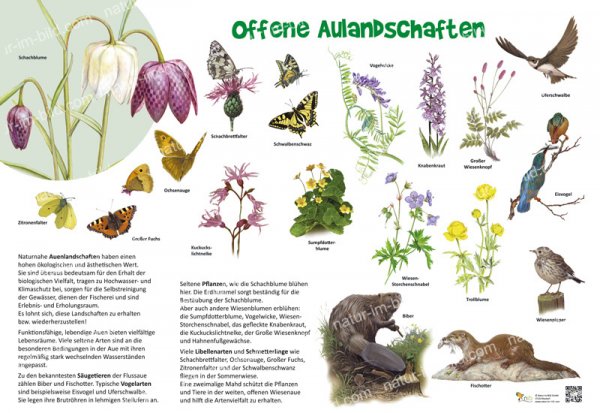 Offene Aulandschaften