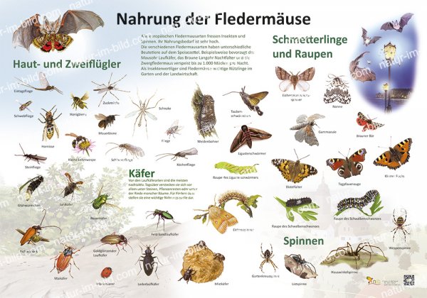 Nahrung der Fledermäuse
