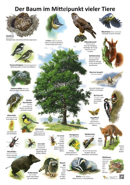 Der Baum im Mittelpunkt vieler Tiere