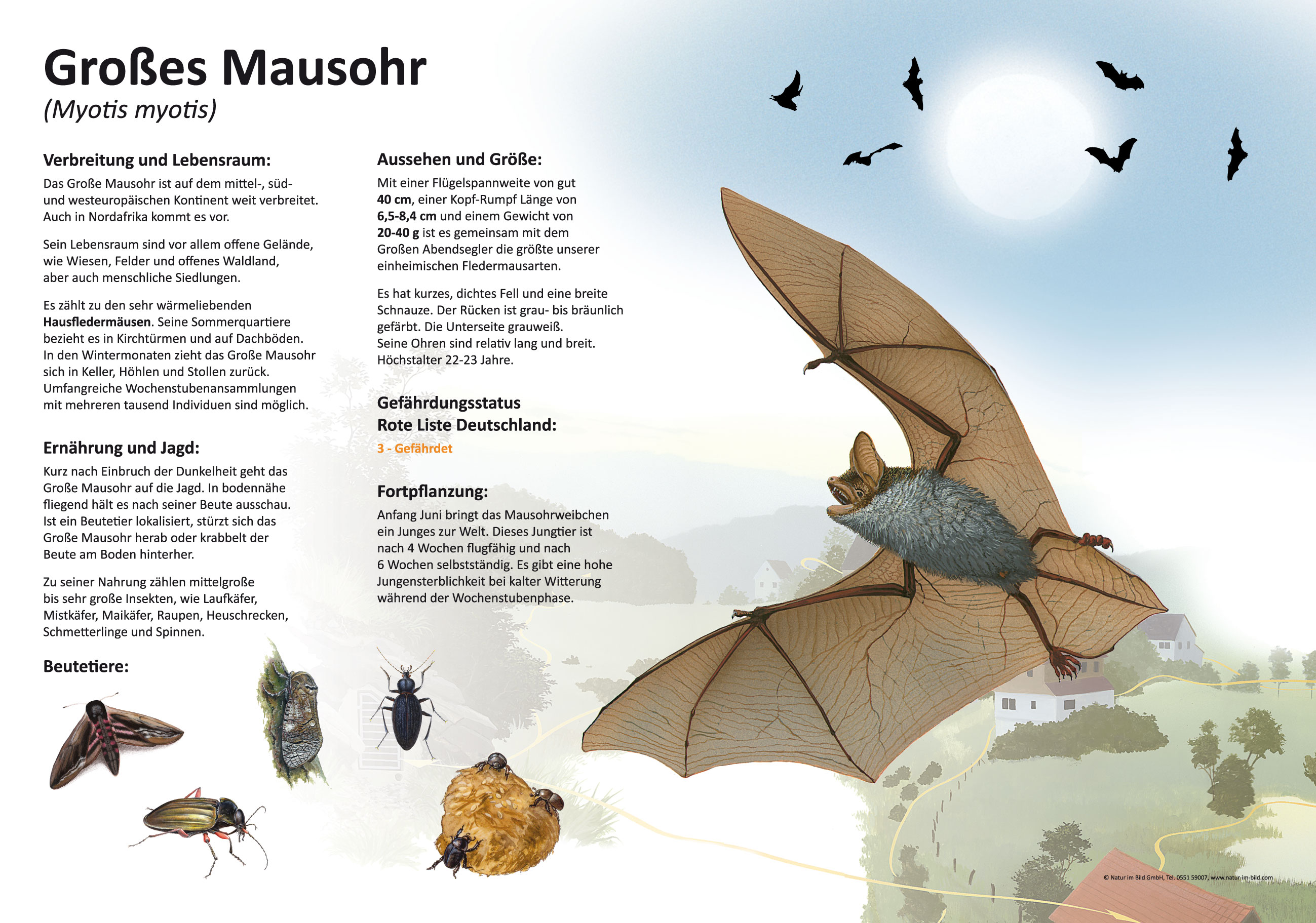 Großes Mausohr 50x70 & 70x100 cm Säugetiere Lehrtafeln Natur im