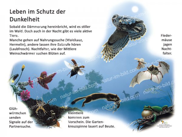 Leben im Schutz der Dunkelheit