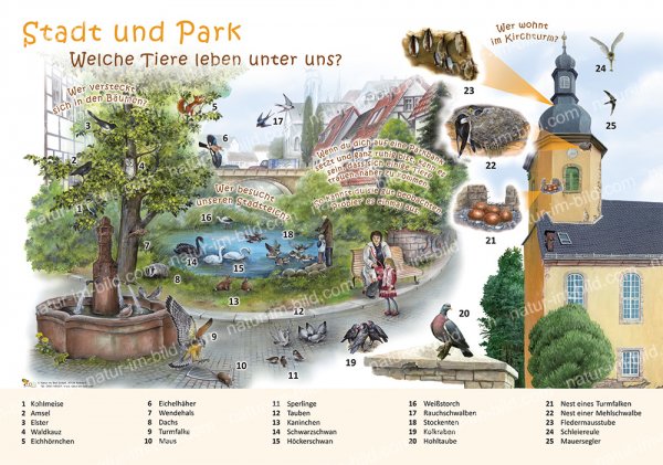 Stadt und Park - Welche Tiere leben unter uns?