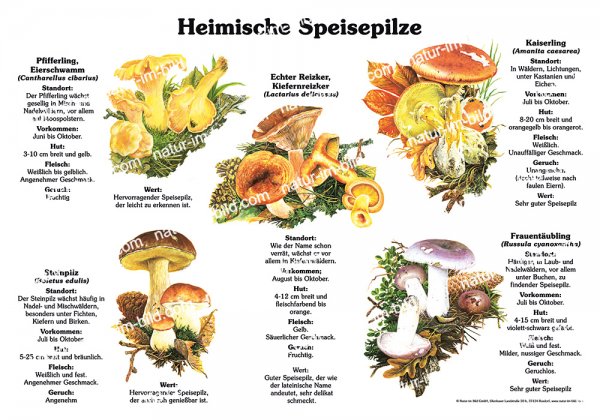 Heimische Speisepilze