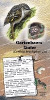 Gartenbaumläufer