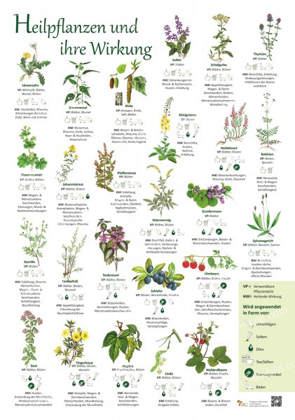 Heilpflanzen und ihre Wirkung