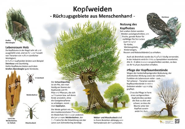 Kopfweiden - Rückzugsgebiet aus Menschenhand