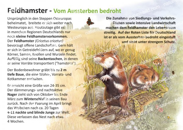 Feldhamster