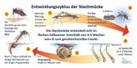 Entwicklungszyklus der Stechmücke
