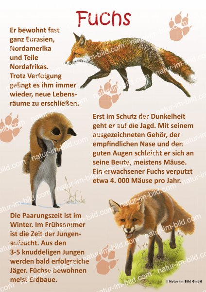 Fuchs
