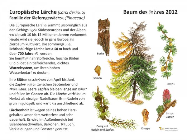 Lärche - Baum des Jahres 2012