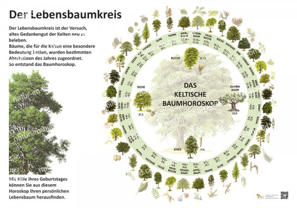 Der Lebensbaumkreis - Das keltische Baumhoroskop