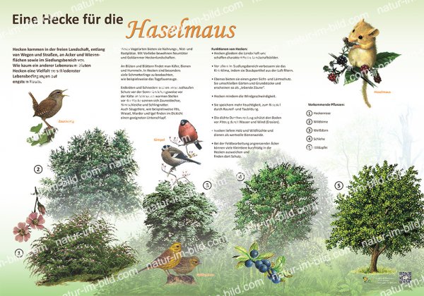 Hecke für die Haselmaus