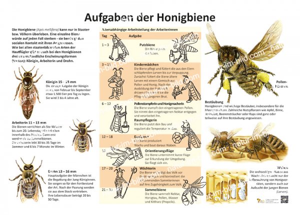 Aufgaben der Honigbiene