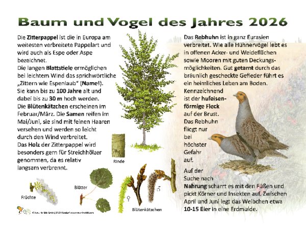 Baum und Vogel des Jahres 2026 - Zitterpappel, Rebhuhn