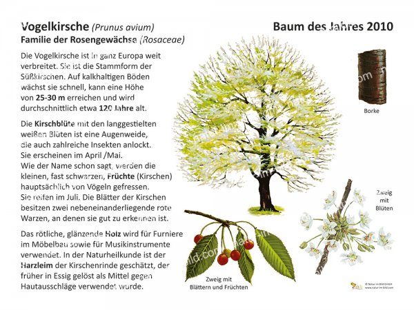 Vogelkirsche - Baum des Jahres 2010