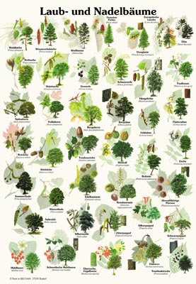 Laubbäume Nadelbaum Bilder | Bäume erkennen und bestimmen – KUIR