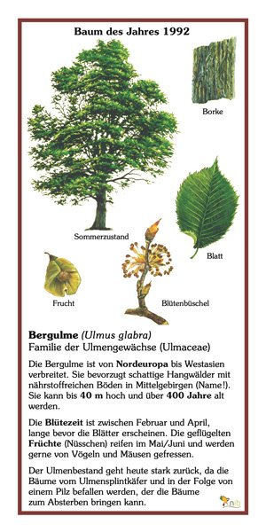 Bergulme - Baum des Jahres 1992