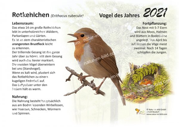 Rotkehlchen