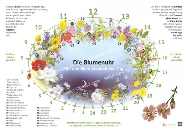 Die Blumenuhr