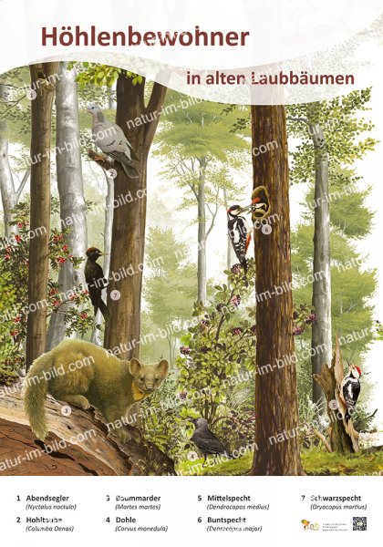 Höhlenbewohner in alten Laubbäumen