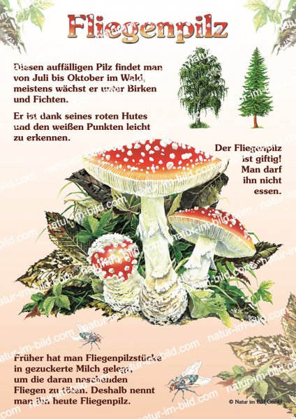 Fliegenpilz