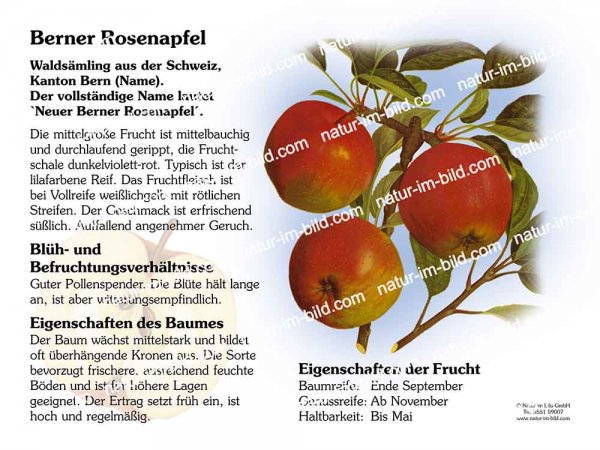 Berner Rosenapfel