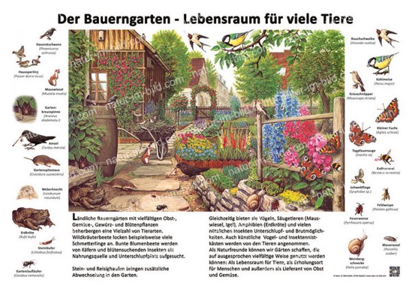 Der Bauerngarten - Lebensraum für viele Tiere