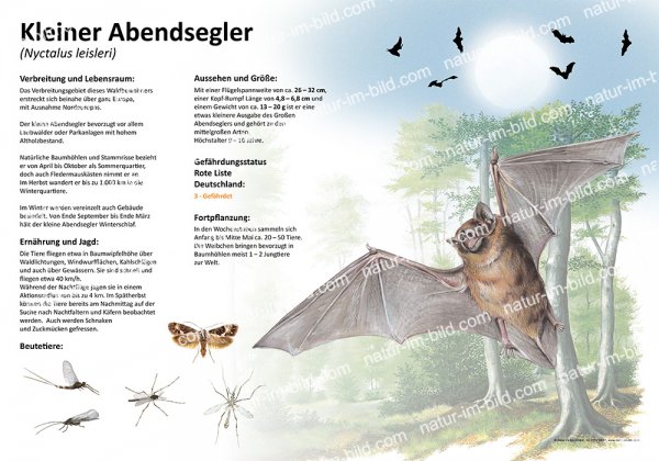 Kleiner Abendsegler