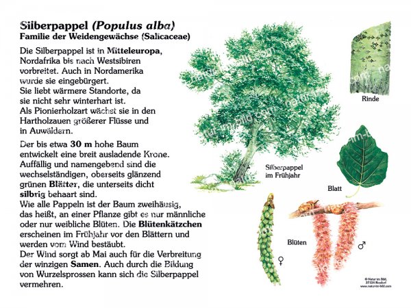Silberpappel