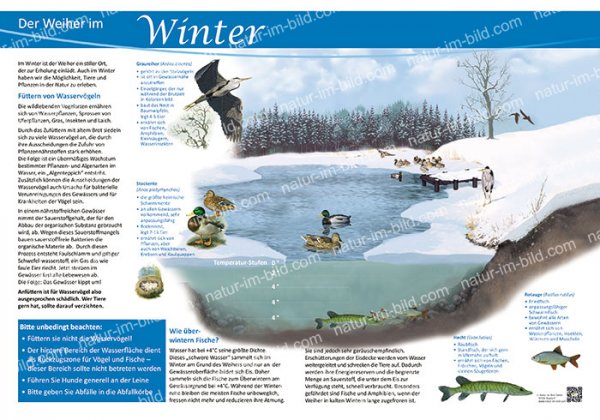 Der Weiher im Winter