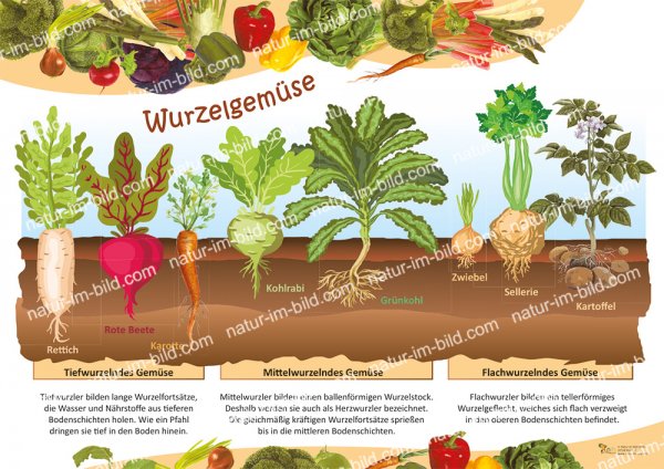 Wurzelgemüse