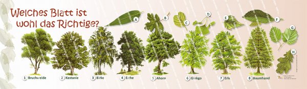 Welches Blatt ist wohl das Richtige? 70 x 20 cm