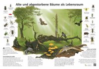 Alte und abgestorbene Bäume als Lebensraum