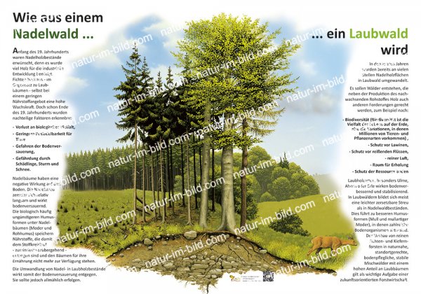 Wie aus einem Nadelwald ein Laubwald wird