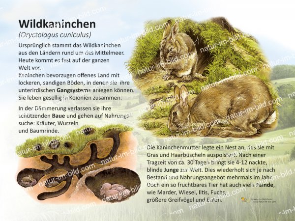 Wildkaninchen